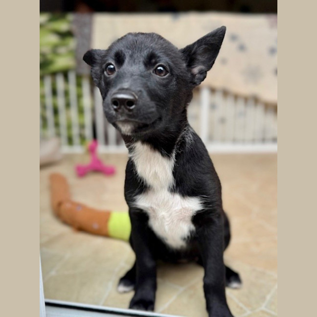 Photo of Connie   15 Week Old Border Collie X