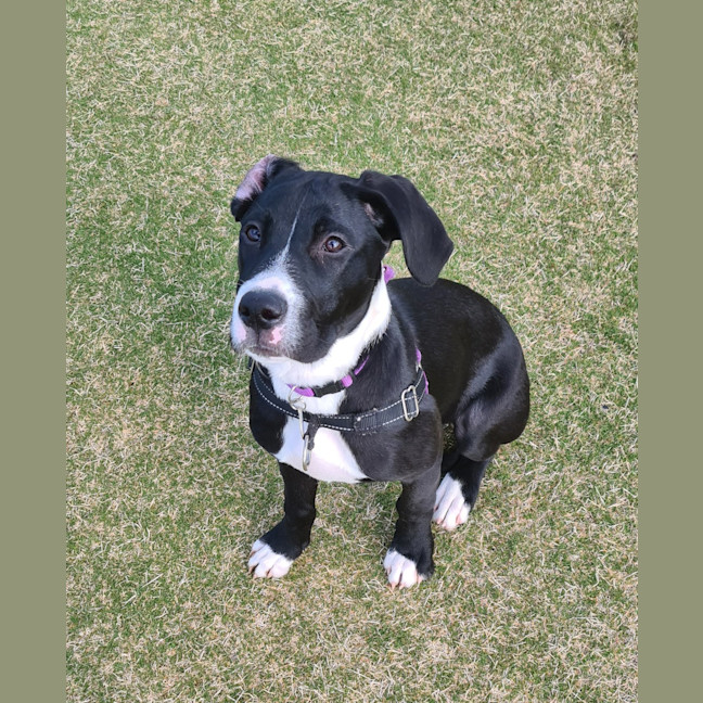 Photo of Zelda 