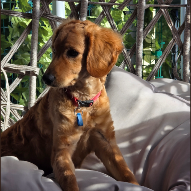 Photo of Biscoff