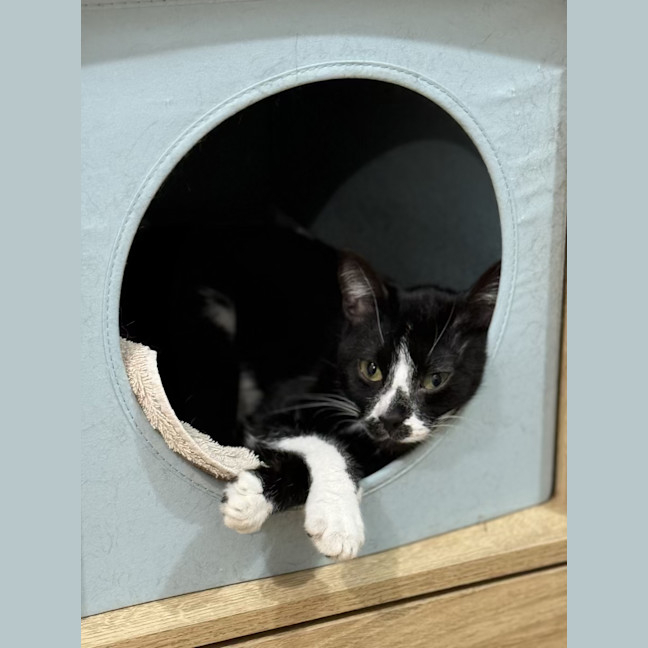 Photo of Smudge   1.5 Year Old Domestic Short Hair