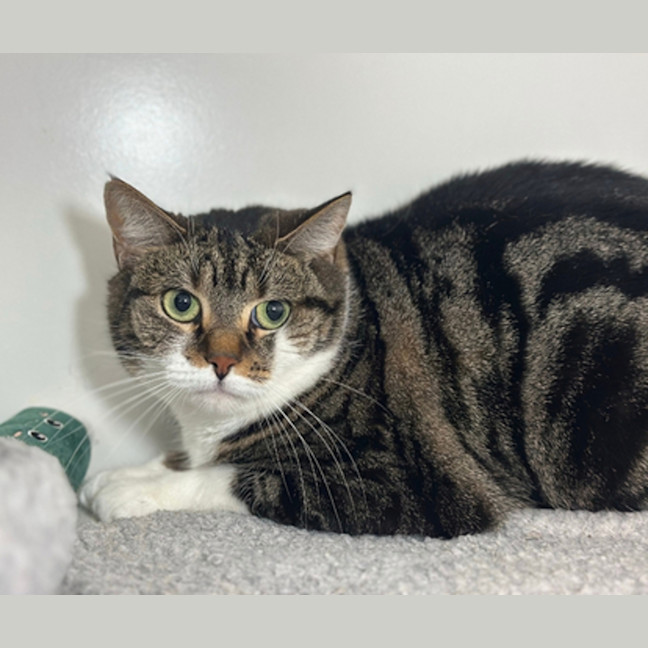 Photo of Pepper