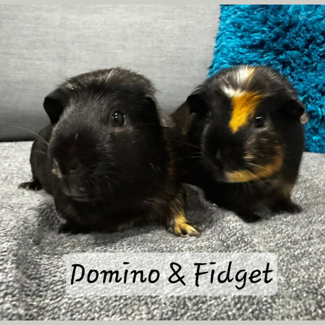 Photo of Domino & Fidget