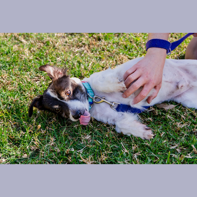 Photo of Bolt