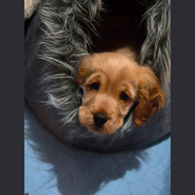 Photo of Waffles