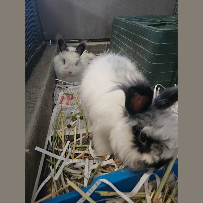 Photo of Flopsy