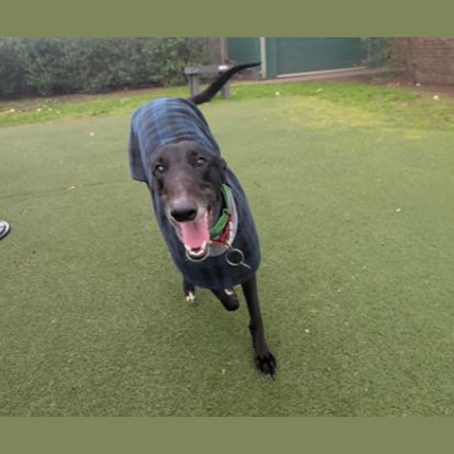 Photo of Buddy