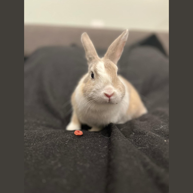 Photo of Prairie Dawn