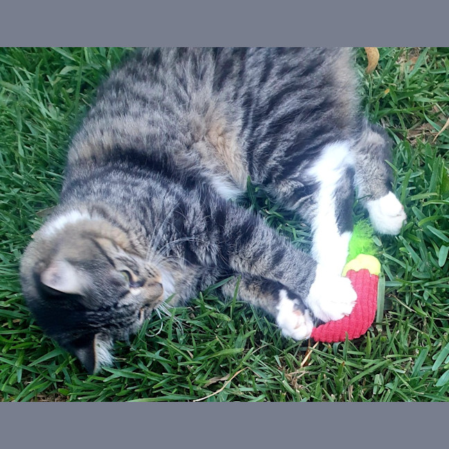 Photo of Rocky