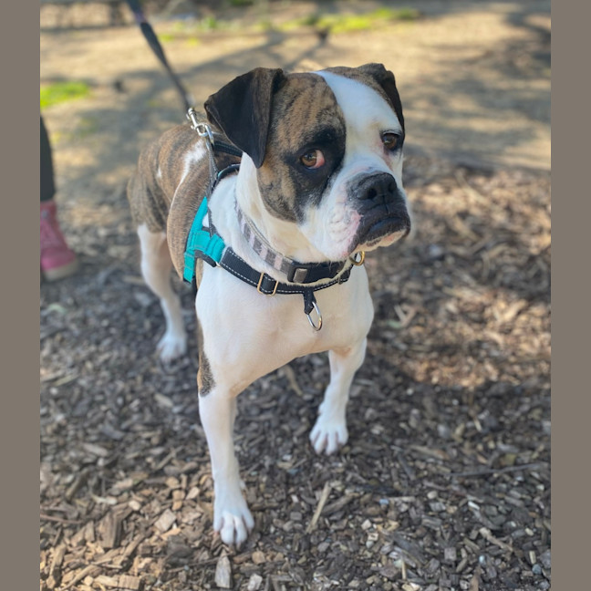 Photo of Olive 