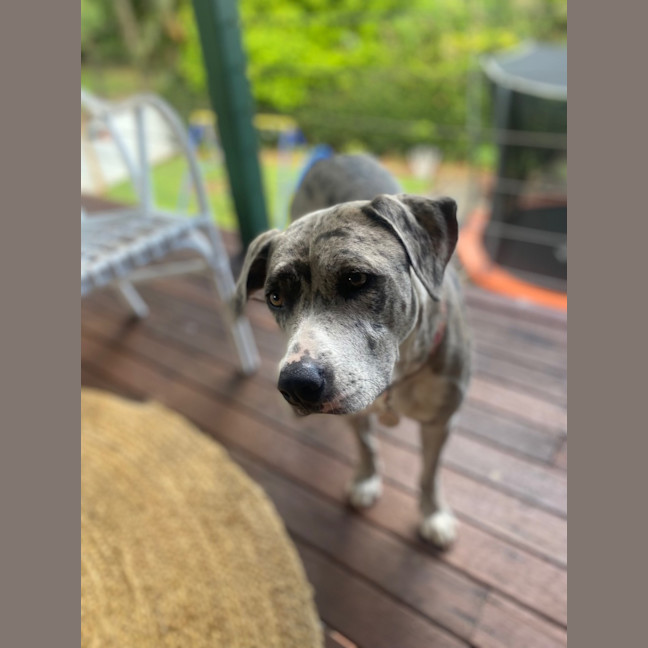 Photo of Winnie *$350 Adoption Fee*