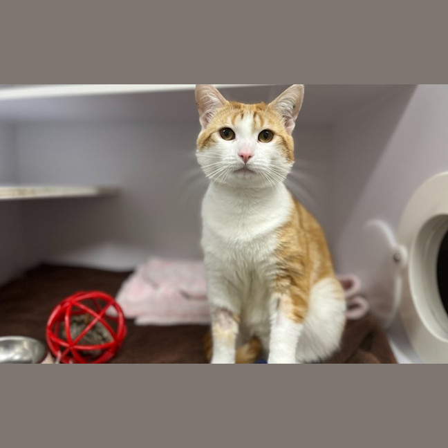 Photo of Chester