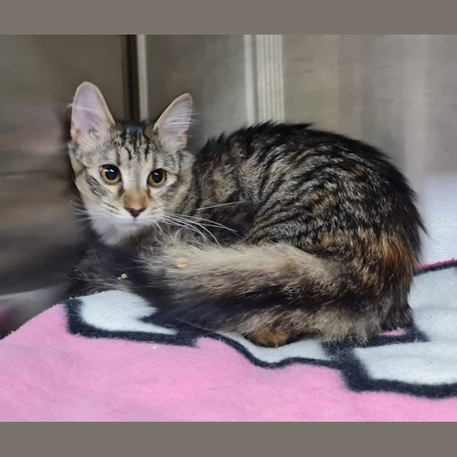 Photo of May *9 Lives Project Rescue*