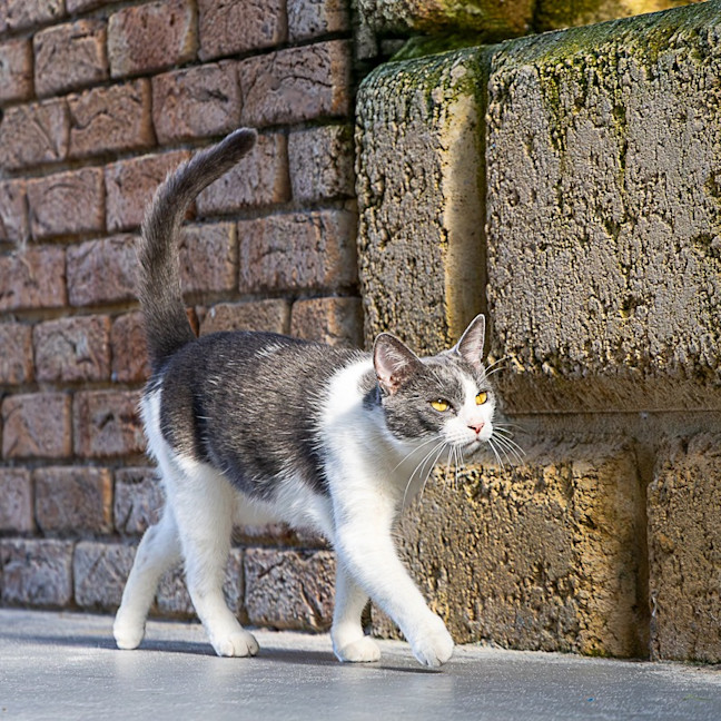 Photo of Astrid