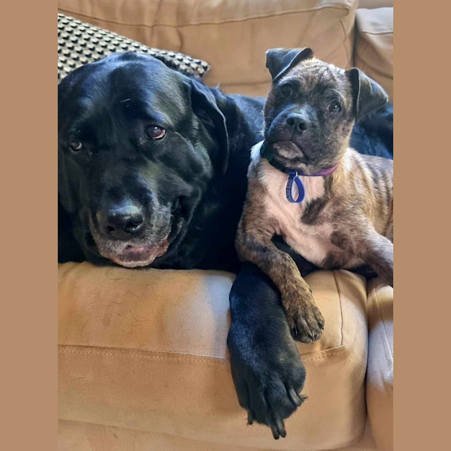 Photo of Diego   3 Month Old Staffy X Pug (Trial