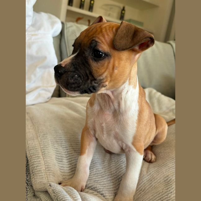 Photo of Jasper   10 Week Old Staffy X (Trial)