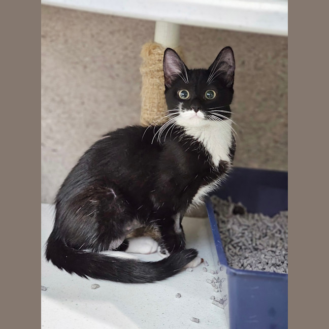 Photo of Franzbrotchen