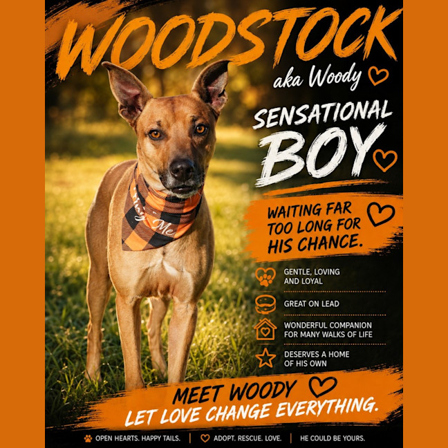Photo of Woody