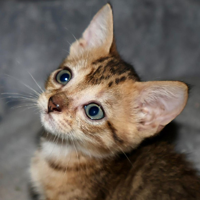 Photo of Fudge