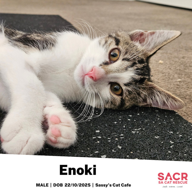 Photo of Enoki