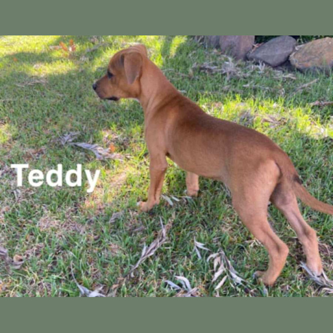 Photo of Teddy ~ Staffy X Beagle Puppy