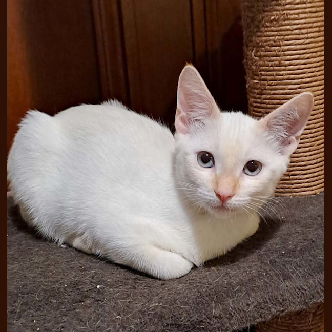 Photo of Frosty