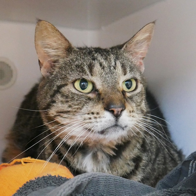 Photo of Diamond Sua012830