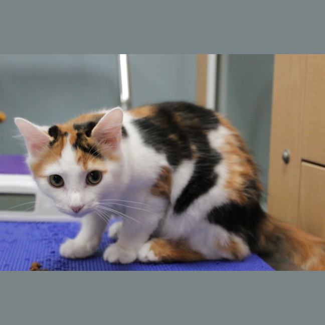 Photo of Briar