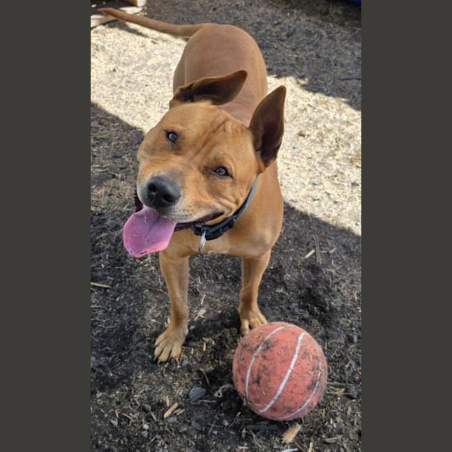 Photo of Tyson