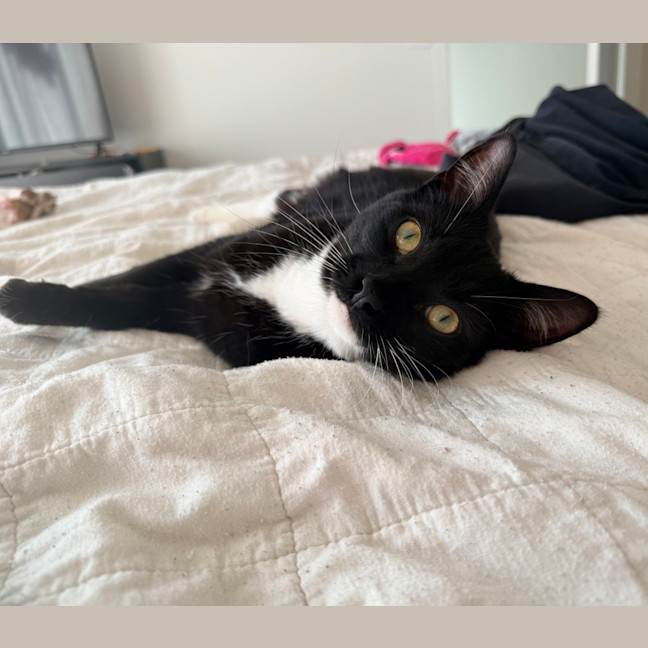 Photo of Pip