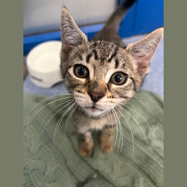 Photo of Bluebelle