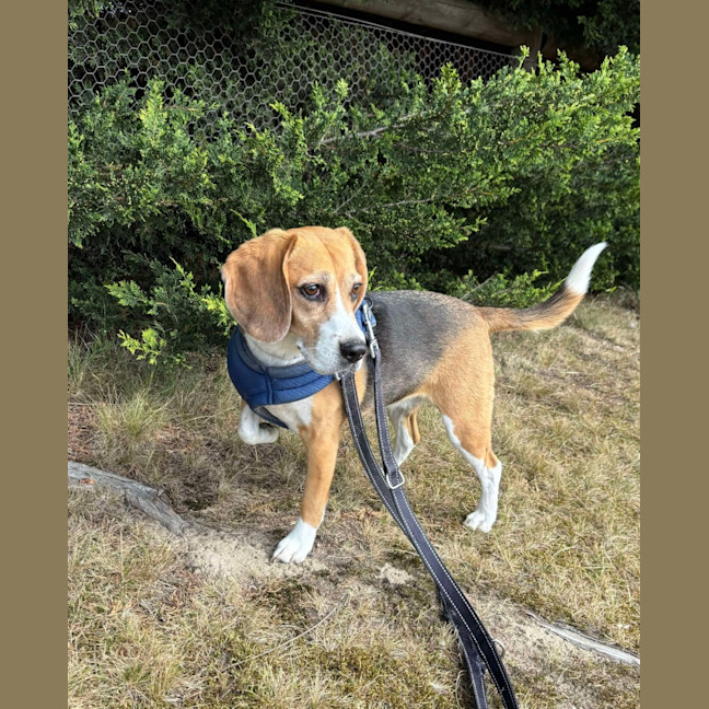 Photo of 🥓 Heidi (Hoops) 5630 🥓