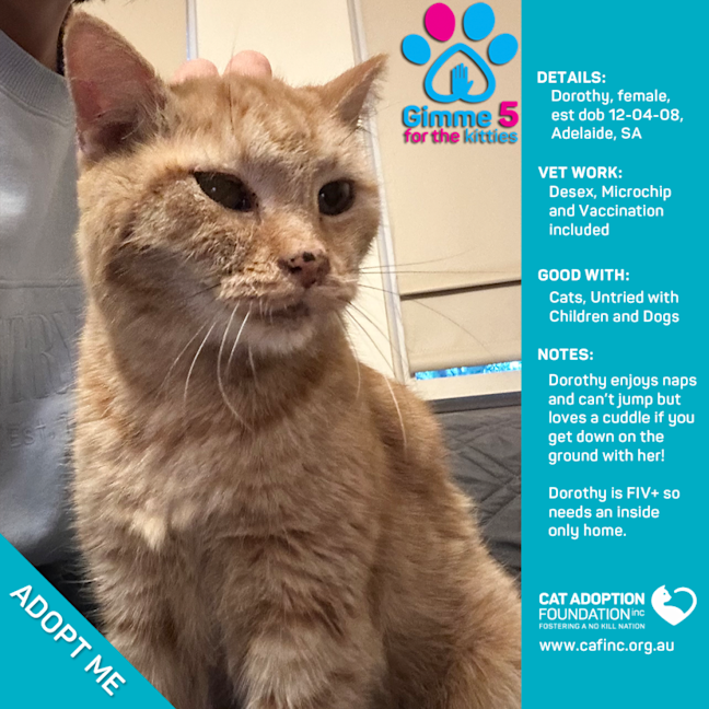 Photo of Dorothy Adoption Fee Waived!