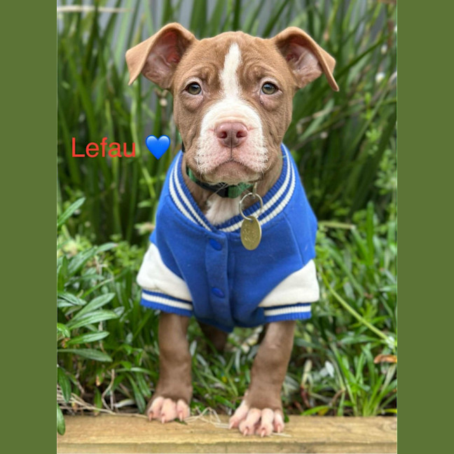 Photo of Lefau