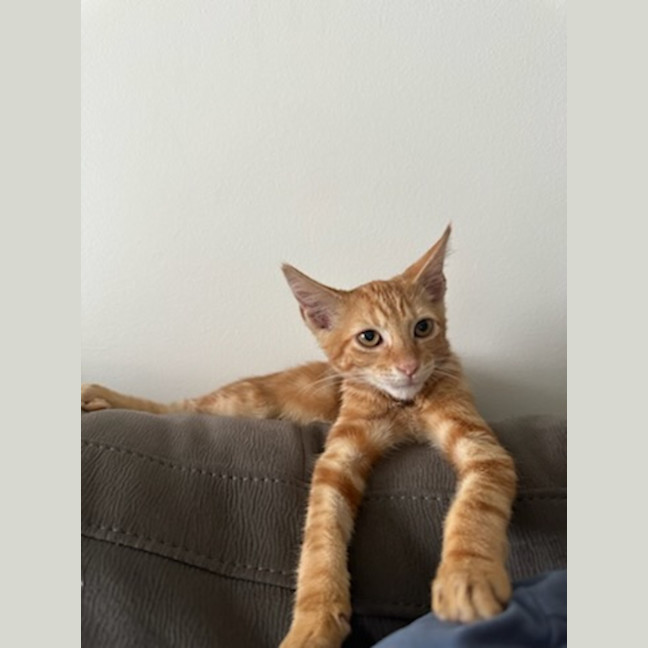 Photo of Jacuzzi   Available At Petstock Milperra