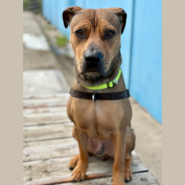 Photo of Rosco