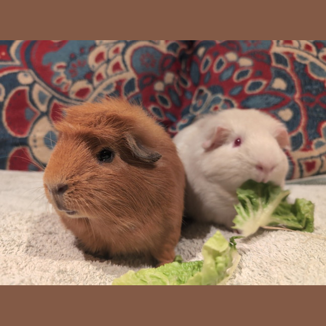 Photo of Toffee & Aidan