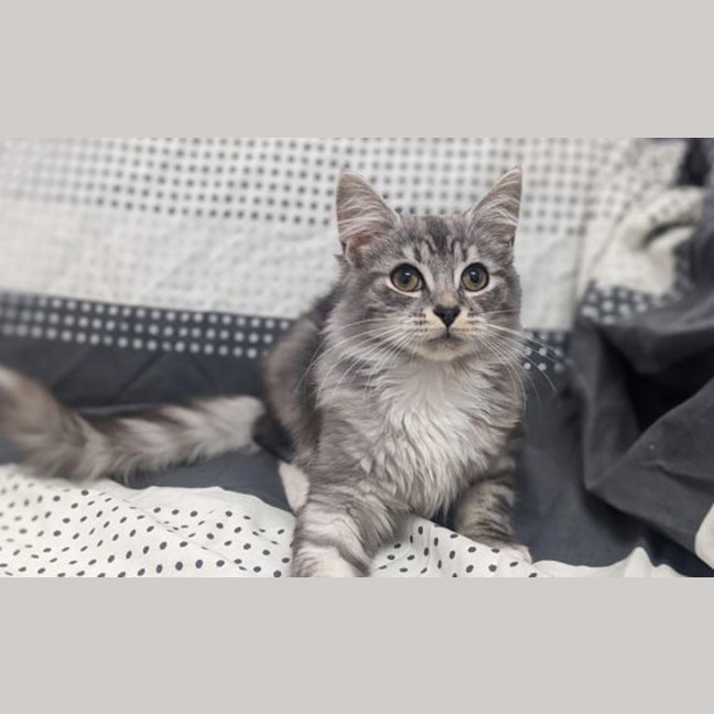 Photo of Jasper