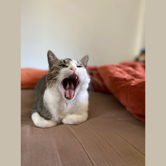 Photo of Ranger