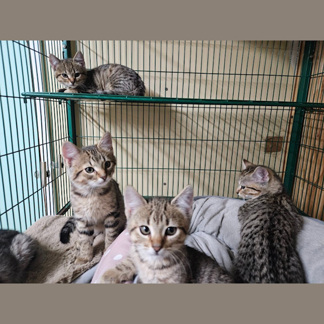 Photo of Luke, Lucy, Luca, Lily And Levi 