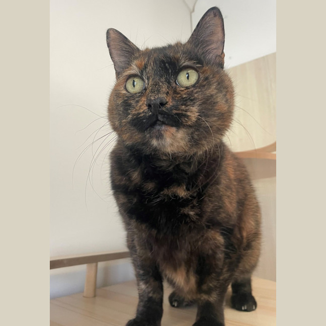 Photo of C1614 Fusbitz (Miss Puss)