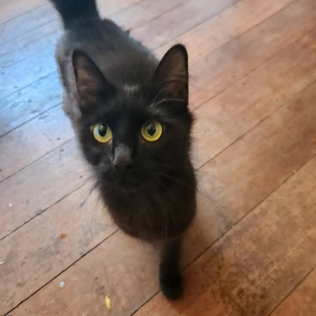 Photo of Rainbow Dash