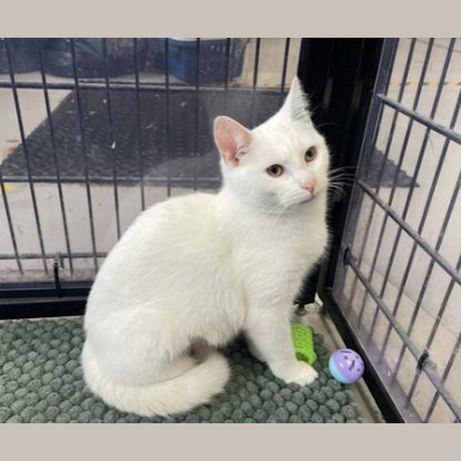 Photo of Snowy
