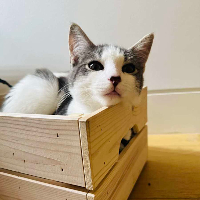 Photo of Rice   Located In Northcote