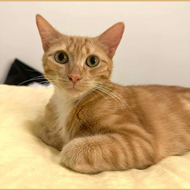 Photo of Clementine