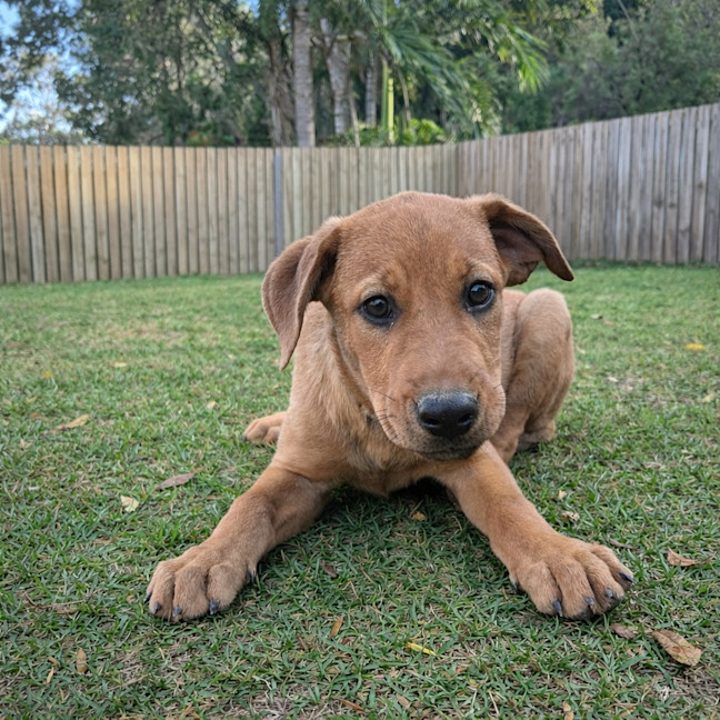 Photo of Herbie (P20)