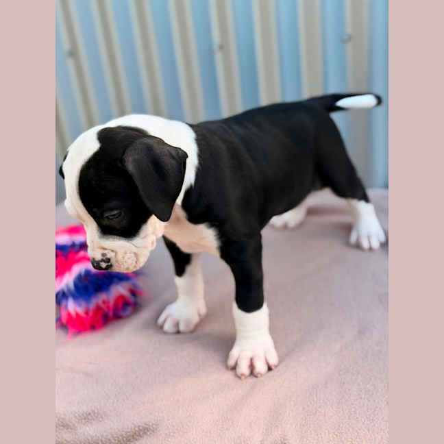 Photo of Sully