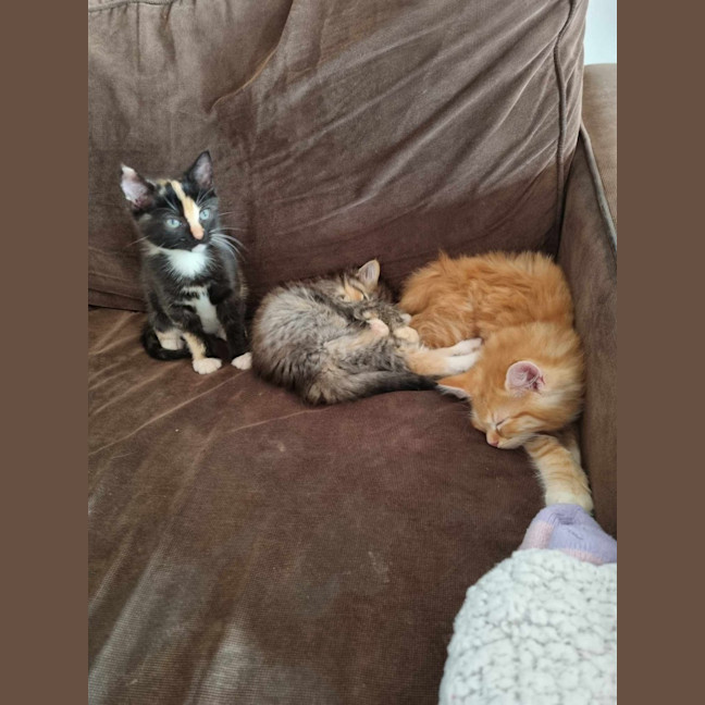 Photo of Princess ** 2nd Chance Cat Rescue**