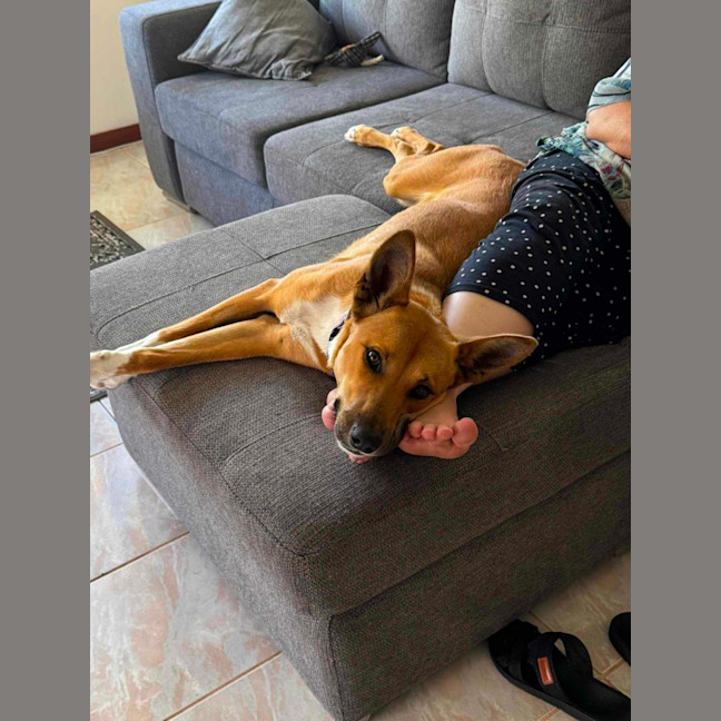 Photo of Honey