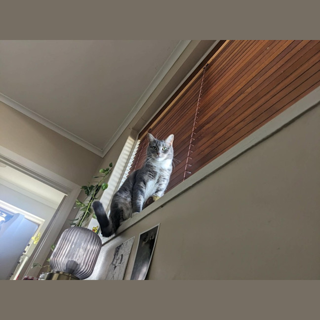 Photo of Ayaka   In Foster Care In Thornbury