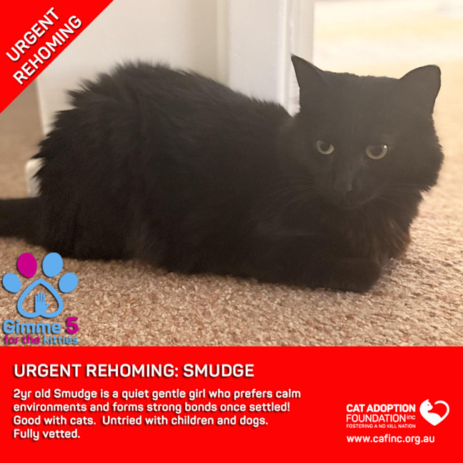 Photo of Smudge